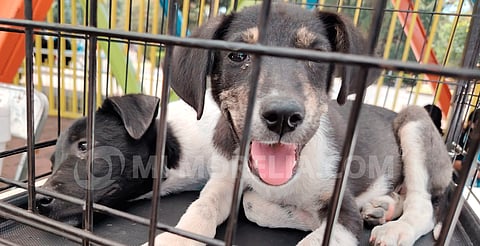 Dos de cada cinco perritos adoptados son regresados por ladrar u orinar dentro de la casa: rescatista 