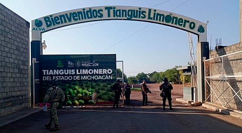 Garantizado, el abasto de limón michoacano a todo el país: Torres Piña