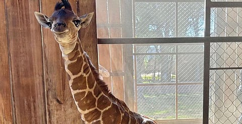 Jirafita del zoo de Morelia tendrá nombre purépecha; ¡vota ya en la gran final!