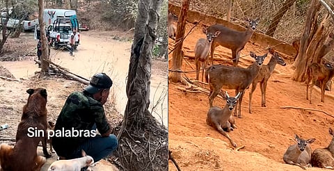 Aseguran venados de Chago Gallo en Arteaga, Michoacán; comunidad exige explicación