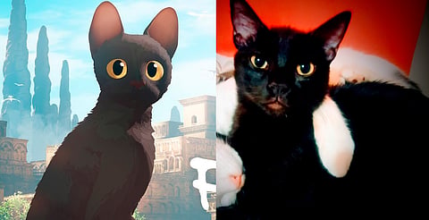 El 90% de mascotas adoptadas por moda sufren abandono, alertan rescatistas