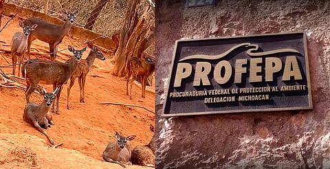 En resguardo, 23 venados de Arteaga, aclara director del Zoológico de Morelia
