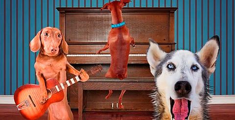 Baila con causa: llega el ‘Perro Cumbión’ para apoyar a lomitos rescatados