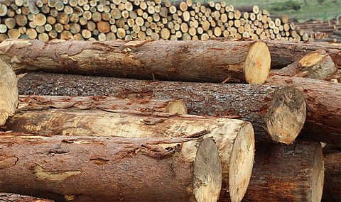 Exportaciones de México a UE deberán ser “Libres de Deforestación”, tras nuevo reglamento