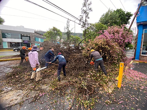 Gobierno de Morelia retira árboles caídos por las lluvias sobre avenida Camelinas y Plaza de Armas