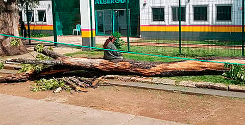 Previenen colapsos de árboles con poda sanitaria y retiro de ejemplares sin vida