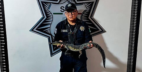 Encuentran cocodrilo abandonado dentro de una mochila en Puebla