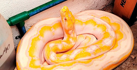 Protección Civil de Morelia captura serpiente dentro de domicilio