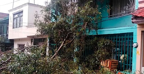 En lo que va de la temporada de lluvias, suman 26 árboles caídos en Morelia
