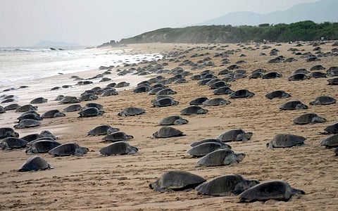 Las playas de Michoacán reciben a la tortuga marina: inicia temporada de protección y conservación 