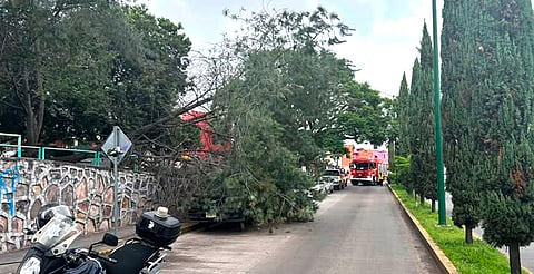 Cae árbol sobre auto estacionado en avenida Periodismo de Morelia