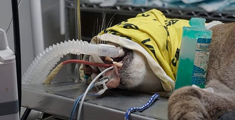 Grave, el puma rescatado en Pátzcuaro: zoo de Morelia 