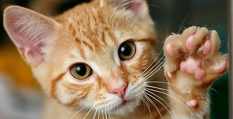 Con una compra mínima de $650, podrás llevarte gratis una caja con juguetes y rascador para tu gato
