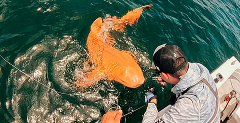 Científicos descubren raro tiburón nodriza color naranja en Costa Rica