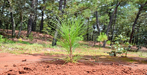 Michoacán supera meta: más de 10 millones de árboles plantados en reforestación 2025