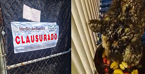 Clausuran zoológico La Pastora en Nuevo León por caso de la osa Mina