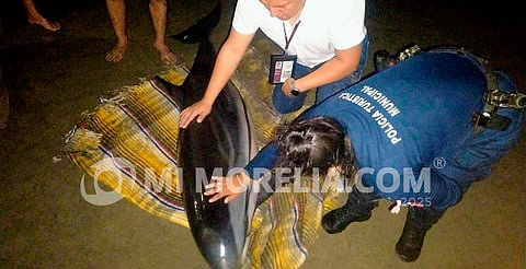 Rescatan a delfín varado en Playa Tortuga, Lázaro Cárdenas