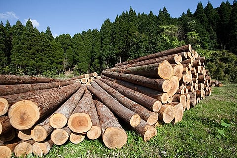 Deforestación se ha ralentizado en todo el mundo: FAO