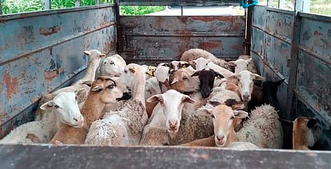 Abigeato golpea al norponiente de Morelia con más de 180 cabezas robadas