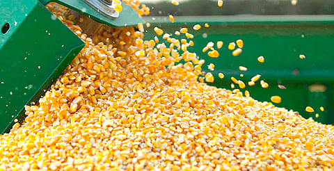 Productores de maíz afirman que no alcanzaron buena negociación con autoridades