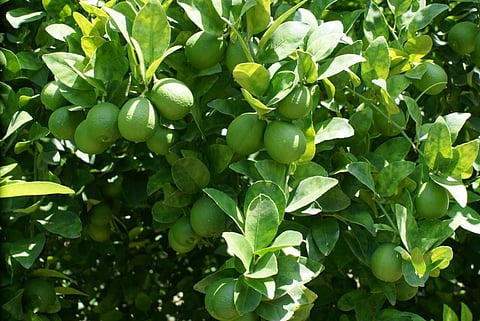 Kilo de limón nos lo pagan a $2.50, no llega ni a $4; las cosas siguen igual: limonero