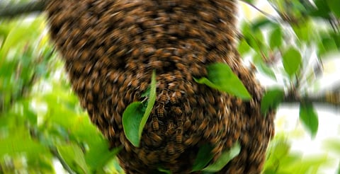 Michoacán: muere mujer atacada por abejas, en Playa Azul 
