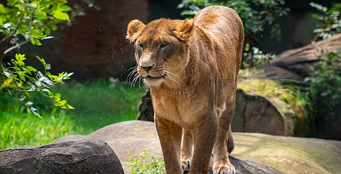 Zoológico de Morelia blindado: ningún ataque de felinos, solo una imprudencia