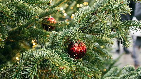 ¿Cuál árbol es mejor para esta Navidad? Zoológico de Morelia responde
