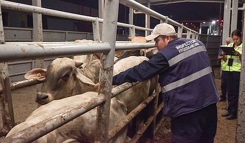 GBG en cifras: más de 900 casos activos en México, reporta Agricultura