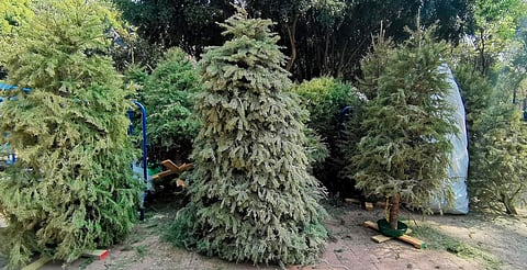 Cofom recibirá árboles navideños naturales para hacer composta