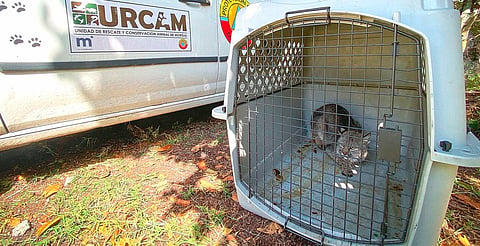 URCAM atendió 20 rescates foráneos de fauna silvestre en 2025 
