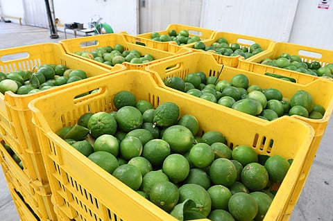 Reconoce Gobierno de Michoacán que persiste extorsión a limoneros en el Valle de Apatzingán 
