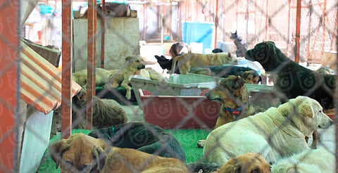 Hallan 14 perros en predio en refugio de CDMX