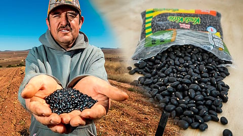 Con frijol mexicano, Verde Valle apuesta por el campo del país