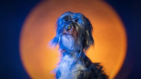 “Lo que queda de nosotros”: con obra de teatro GHAPAD podrá recibir apoyo económico para perritos rescatados