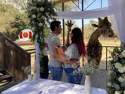 Con jirafas como testigos, parejas celebran el amor en el Zoológico de Morelia