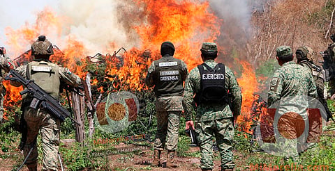 Destruye Ejército plantíos de marihuana en Turicato, Michoacán