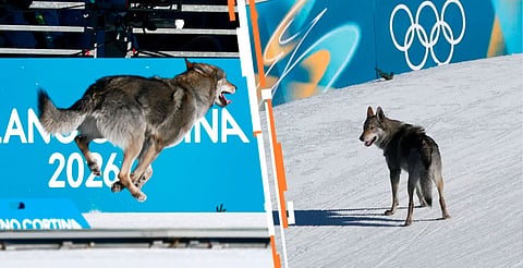 Husky causa sensación en la pista de esquí de los Juegos Olímpicos