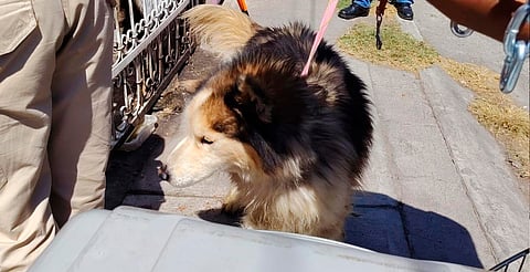 Rescatan perro Husky abandonado en casa de Metrópolis I 