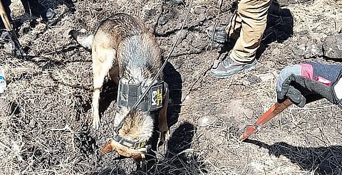 En análisis osamenta encontrada en Cerro de la Cruz: Torres Piña