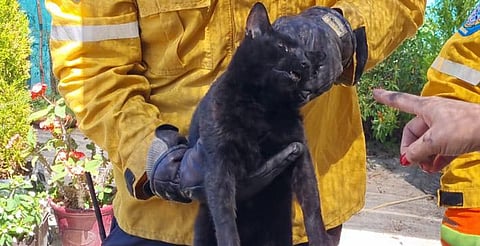 Final feliz: salvan a michi atrapado en chimenea de vivienda moreliana