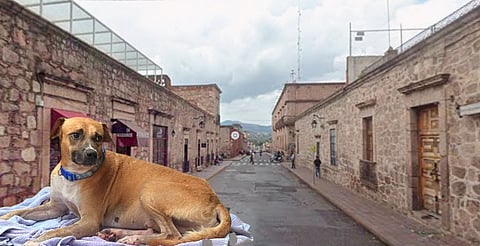 Edificio en Galeana, Morelia, será prestado por 12 meses para resguardo de animales rescatados