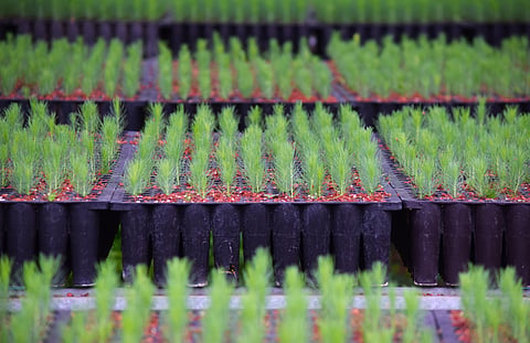 Busca COFOM mantener la producción de 10 millones de árboles para la temporada de reforestación