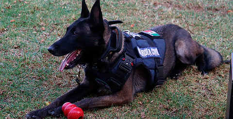 Agrupamiento de Equinos y Caninos se especializa en detección de narcóticos y explosivos: SSP