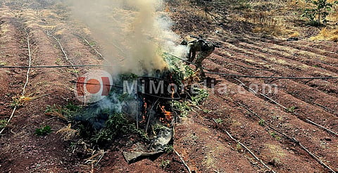 Defensa localiza y destruye 5 plantíos de marihuana en Huetamo
