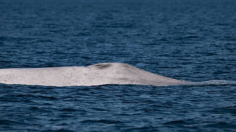 Un gigante blanco del mar: detectan una extraña ballena azul albina en México