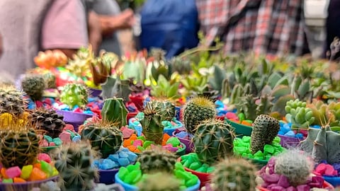 ¿Te gustan los cactus? Llega a Morelia el Festival de las Cactáceas