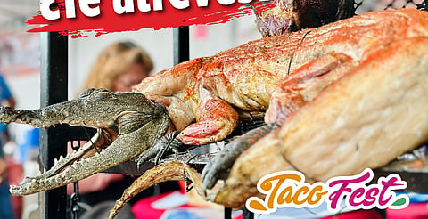 Llegarán tacos de cocodrilo a Morelia con el TacoFest; también de jabalí y búfalo