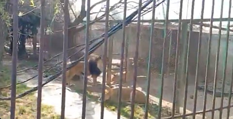 Hombre en aparente estado de ebriedad libera a leones de su reserva; buscan a sus familiares 
