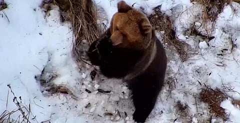 Mientras buscaban a un desaparecido, dron encuentra a un oso recién despertado de hibernación